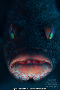 "Take Me To Your Leader"

A graysby fish stares menacin... by Susannah H. Snowden-Smith 
